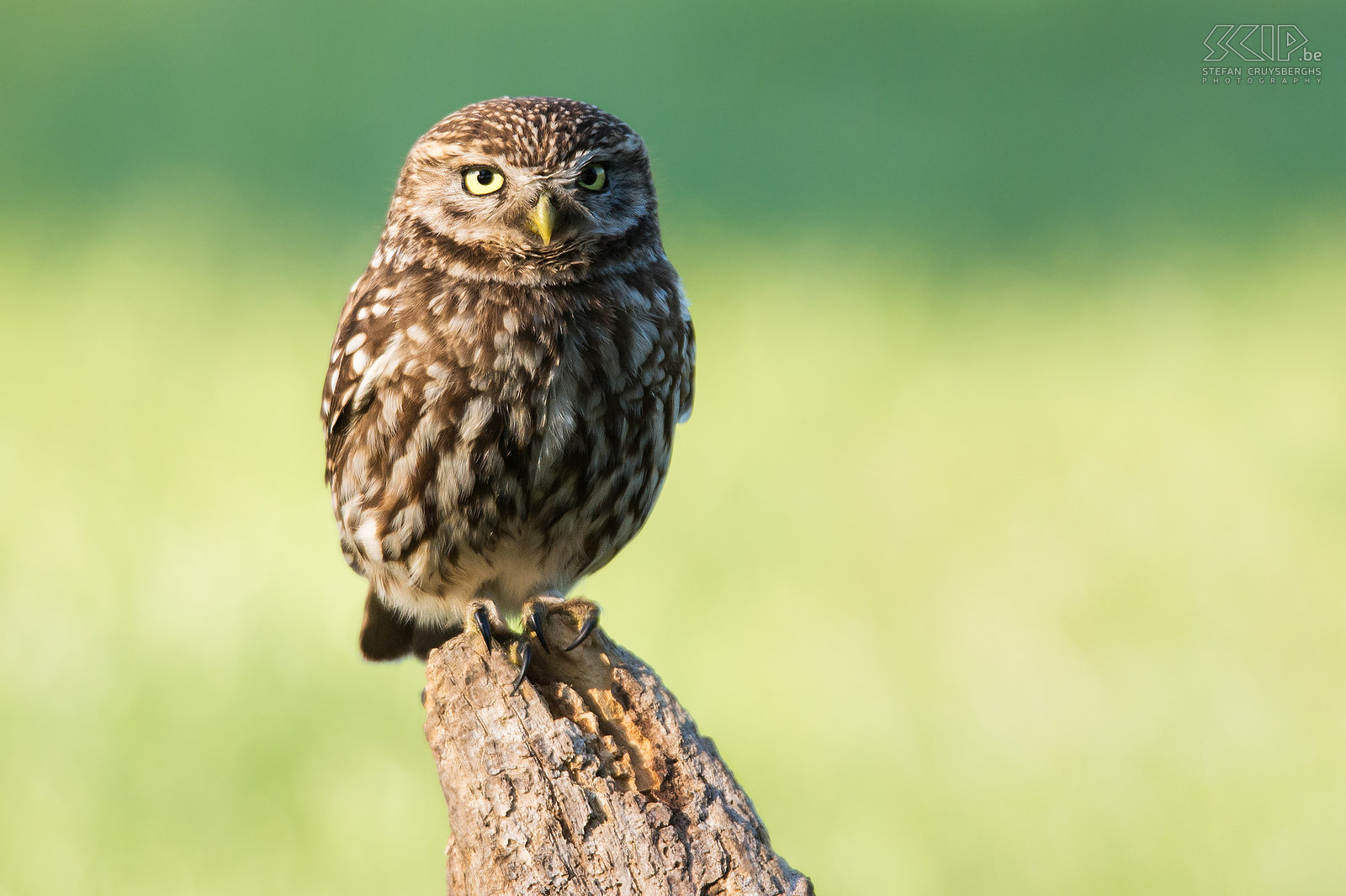 Steenuiltjes De steenuil (Little owl, Athene noctua) is een van de kleinste uilen in de Lage Landen. Zoals de meeste uilen leeft de steenuil vooral 's nachts en komt hij voor in een breed scala aan habitatten waaronder landbouwgrond, bos, heide, ... De steenuil voedt zich met insecten en kleine zoogdieren zoals muizen.<br />
 Stefan Cruysberghs